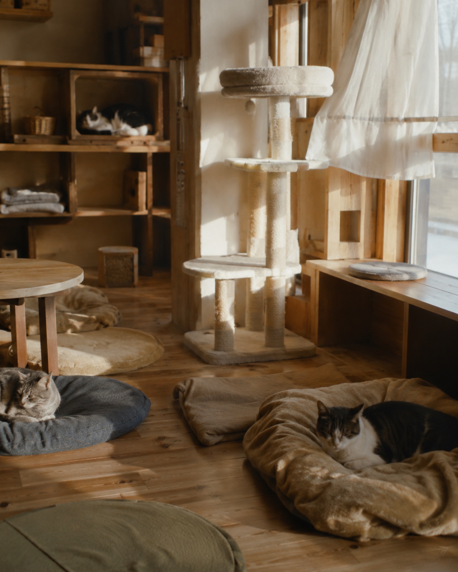 木のぬくもりに満ちたcozyの店内で、思い思いにくつろぐ猫たち