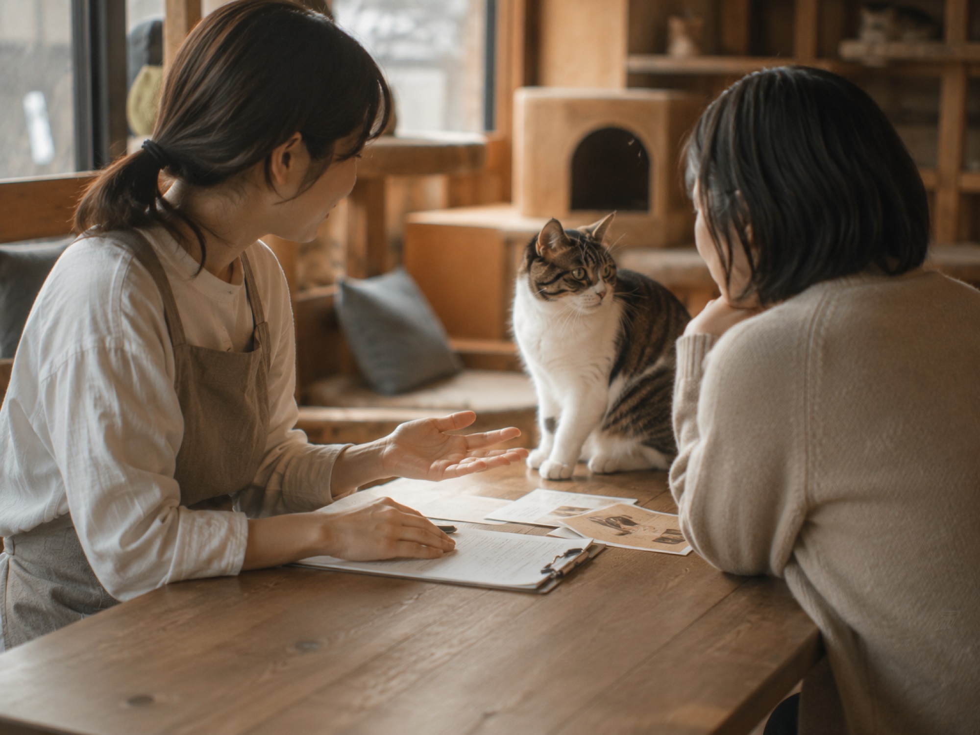 スタッフと来店者が、猫を交えて里親についてじっくり話し合う様子